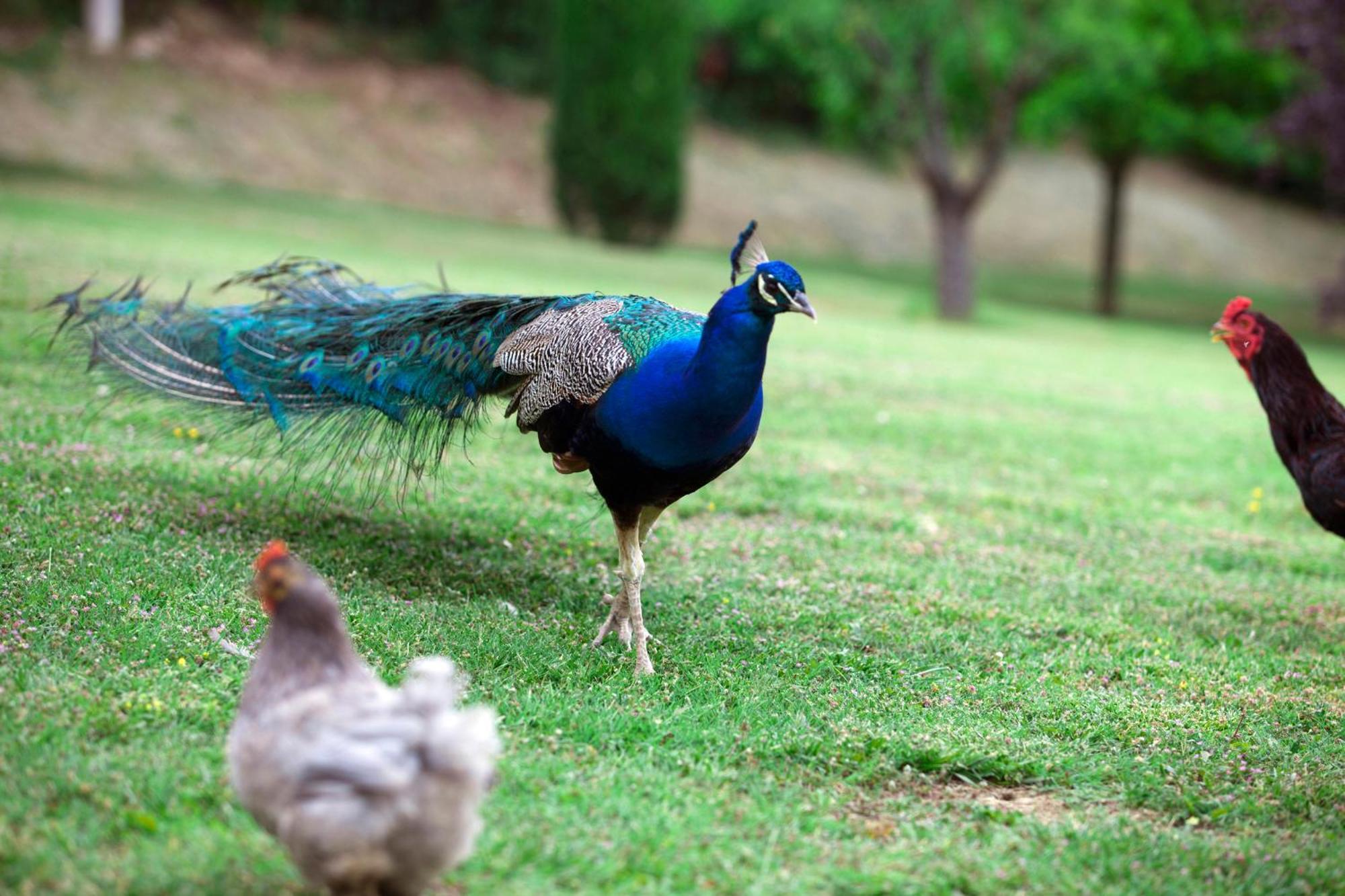 Agriturismo La Casa Di Rodo クアッラータ エクステリア 写真
