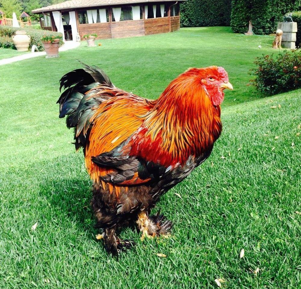 Agriturismo La Casa Di Rodo クアッラータ エクステリア 写真