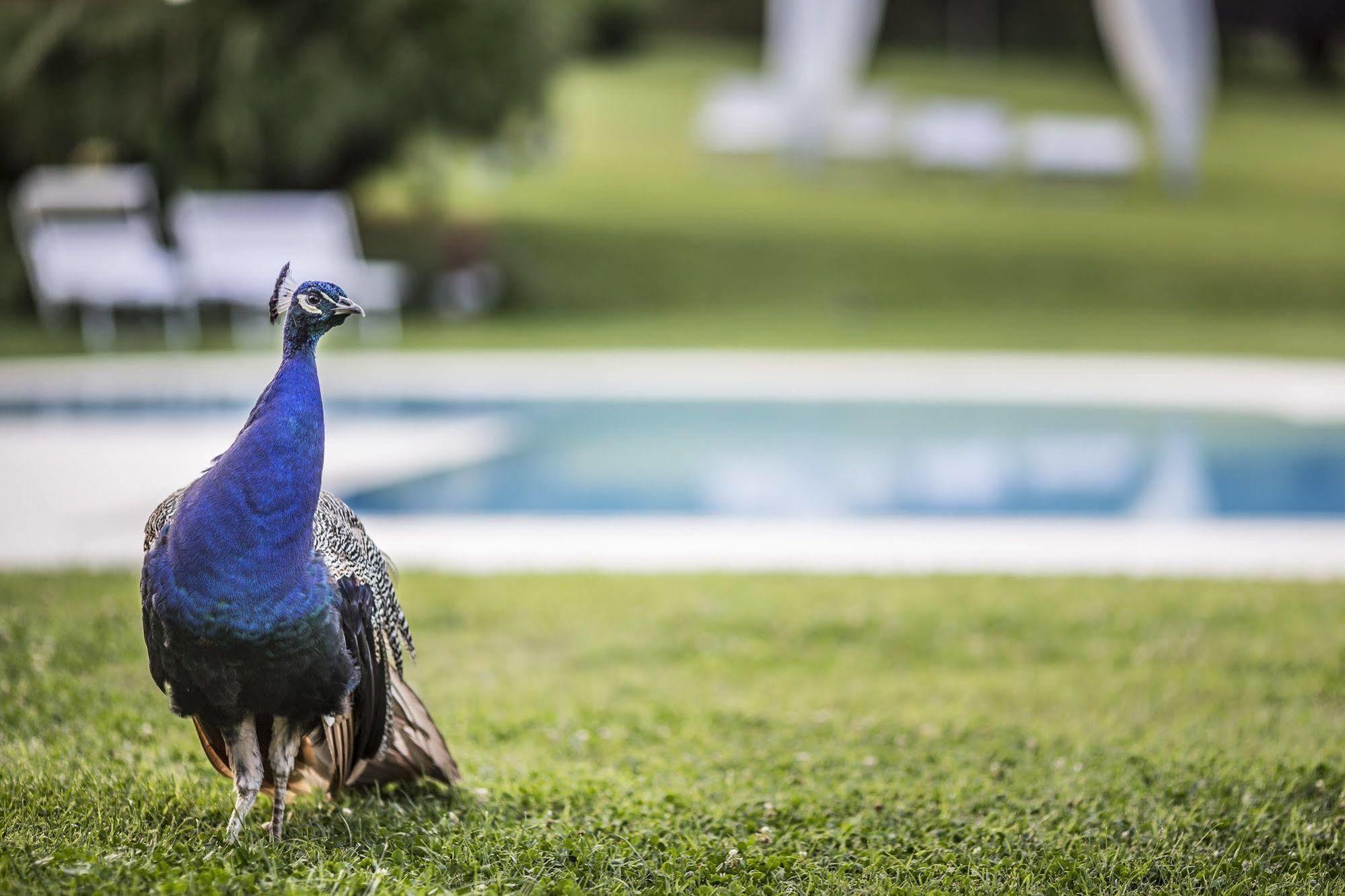 Agriturismo La Casa Di Rodo クアッラータ エクステリア 写真